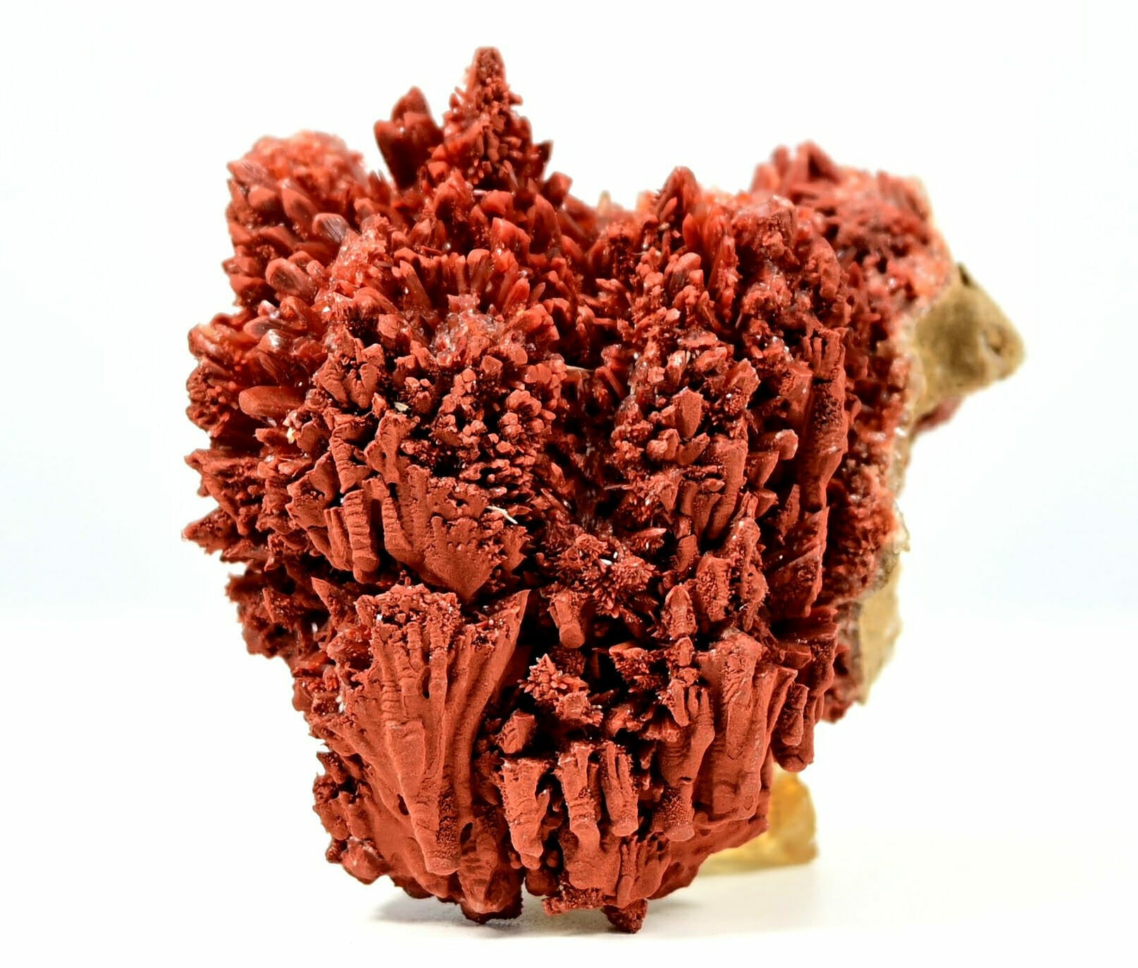 Small Beautiful Red Calcite spike trees boutique front